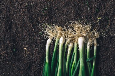 Bahçe zemininde taze soğan veya taze soğan, üst görünüm