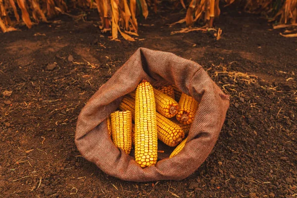 Espigas de milho colhidas em saco de serapilheira — Fotografia de Stock