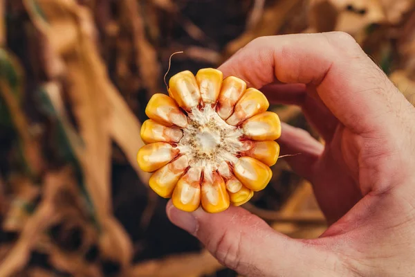 Boer houdt maïs op de COB gebroken in de helft — Stockfoto