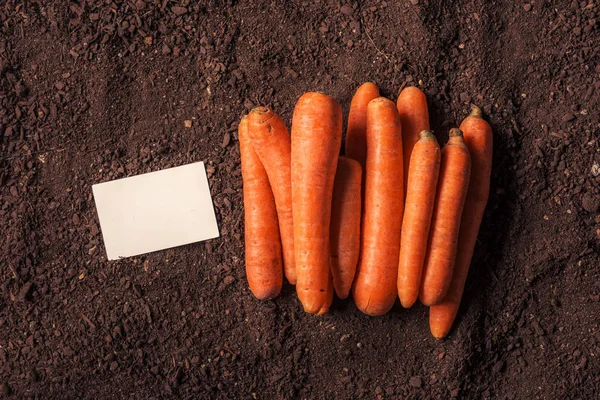 Органическая морковь, выращивающая визитную карточку — стоковое фото