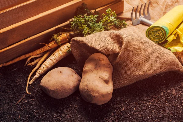 Ekologisk odling av persilja och potatis — Stockfoto