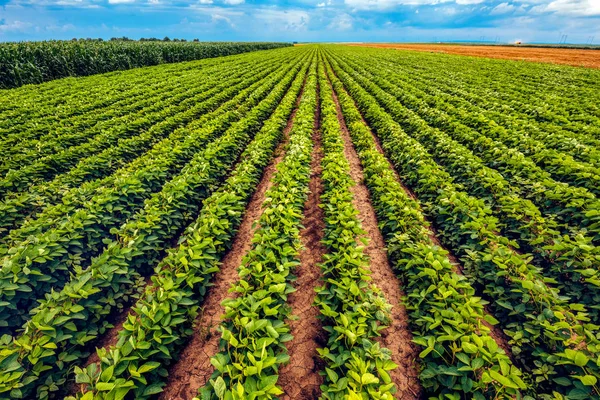 Campo de soja perfeito — Fotografia de Stock