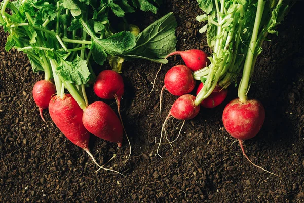 Red garden radishes on ground after harvest — Stock Photo, Image