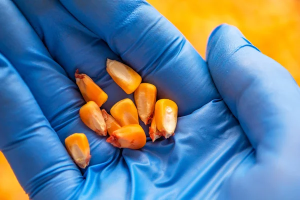 Wetenschapper die onderzoek naar de kwaliteit van de geoogste zaad maïskorrels — Stockfoto