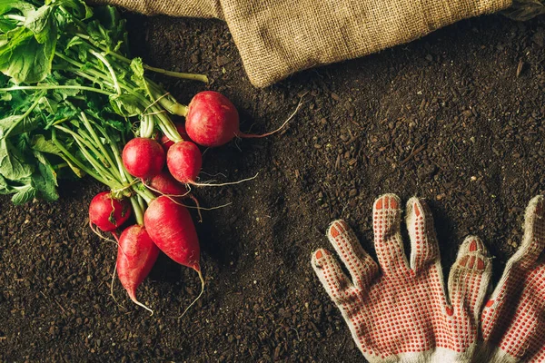 Красная редиска и пара садовых перчаток, вид сверху — стоковое фото