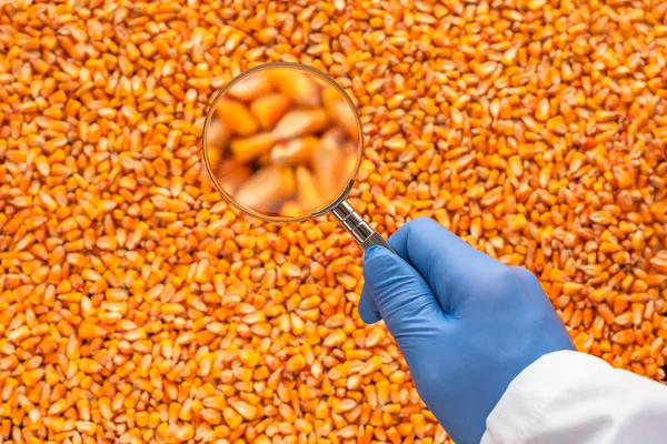 Científico examinando calidad de granos de semilla de maíz cosechados — Foto de Stock