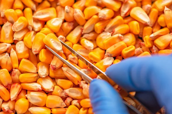 Vědec zkoumá kvalitu sklízené kukuřice osiva jader — Stock fotografie