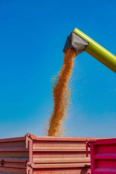 Hasattan sonra sepete mısır çekirdekleri dökme — Stok fotoğraf