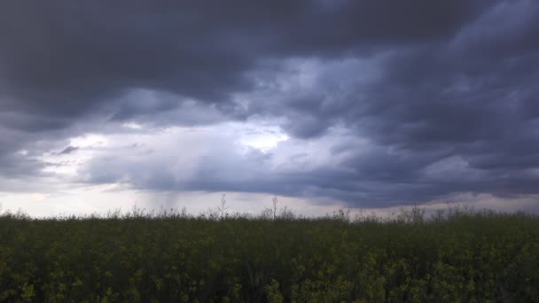 Colza Fiore Colza Coltivata Nel Buio Pomeriggio Tempestoso — Video Stock