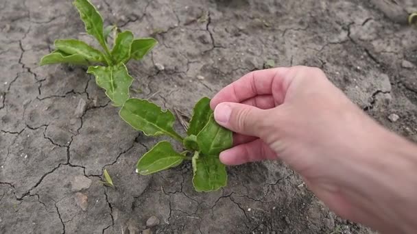 畑で若い砂糖ビート植物を調べる農家 春の日に栽培プランテーション 手をクローズアップ — ストック動画