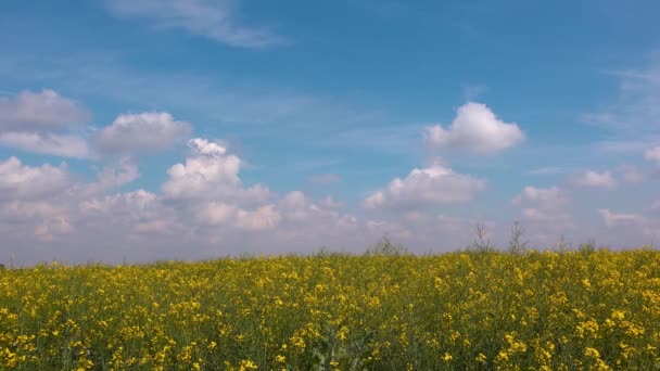 Rapsfeld Voller Blüte Kultivierte Rapsplantage Einem Sonnigen Frühlingstag — Stockvideo