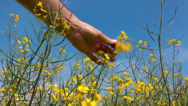 Landwirt Begutachtet Blühende Rapspflanzen Auf Feld Kultivierte Rapsplantage Strahlend Sonnigen — Stockvideo