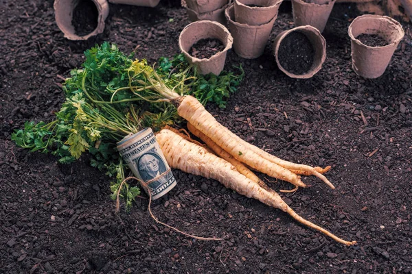 Membuat keuntungan dari pertanian peterseli organik — Stok Foto