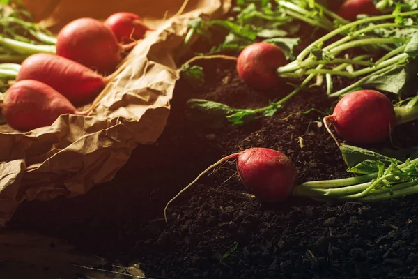 Röd trädgård rädisor på marken efter skörd — Stockfoto