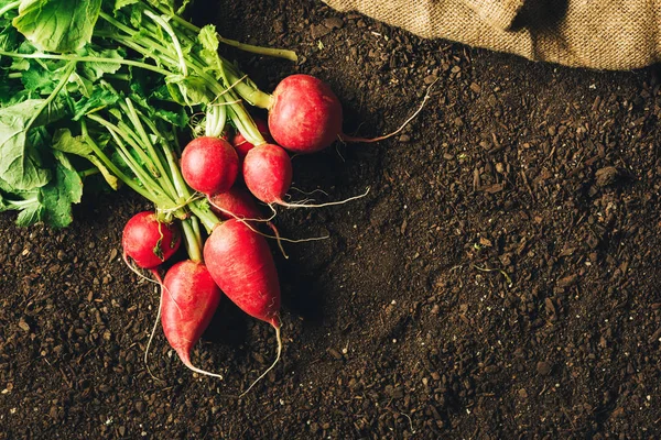 Red garden radishes on ground after harvest — Stock Photo, Image