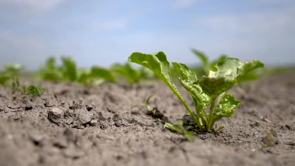 Cosecha Remolacha Azucarera Joven Campo Vista Ángulo Bajo — Vídeos de Stock