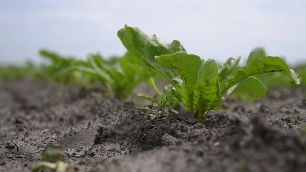 Cosecha Remolacha Azucarera Joven Campo Vista Ángulo Bajo — Vídeos de Stock