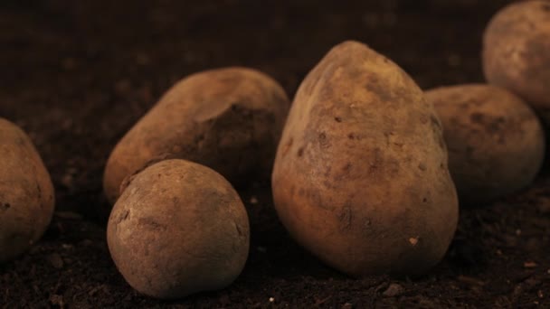 収穫後の菜園の土壌に有機ジャガイモ塊茎山 ドリーショット — ストック動画