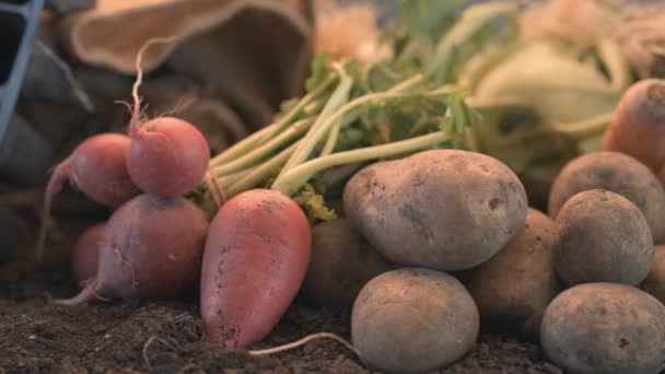 Cultivo Vegetal Caseiro Orgânico Tiro Boneca Pilha Produtos Cultivados Localmente — Vídeo de Stock