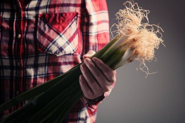 Bahçıvan elinde hasat bahar soğan tutarak
