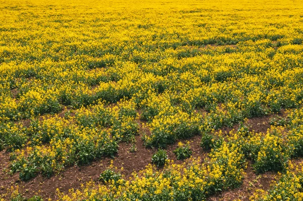 Vista aérea del campo de colza de canola en mal estado —  Fotos de Stock