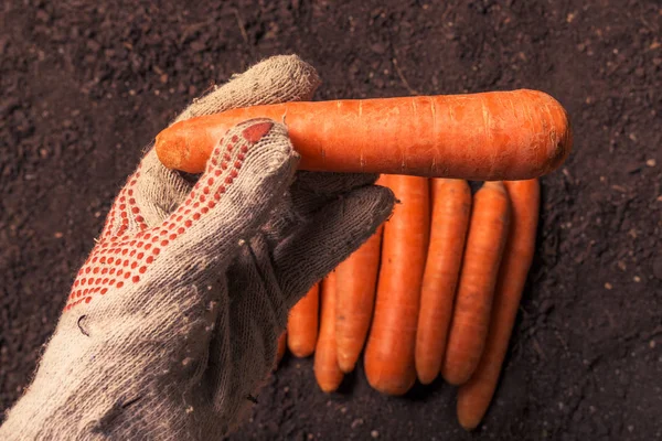 Agricoltore che alleva carote raccolte, primo piano — Foto Stock