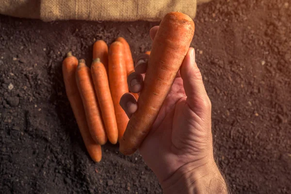 Hand in Hand mit geerntetem Karottenwurzelgemüse — Stockfoto