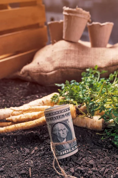 Making profit from organic parsley farming — Stock Photo, Image