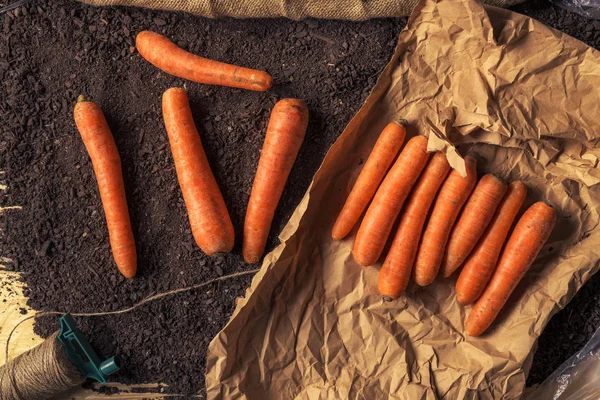 Embalaje ecológico de zanahorias de cosecha propia para el mercado agrícola — Foto de Stock
