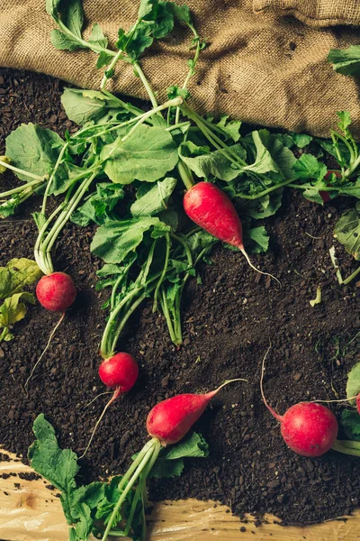 Rabanetes de jardim vermelho no chão após a colheita — Fotografia de Stock