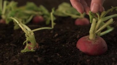 Bahçede el toplama turp, organik homegrown hasat üretmek, sürgü dolly atış