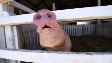 Bir üreme çiftlik pigsty domuz domuz, baş ve burun yakın. Hayvan çiftliğinde evcil hayvan ın komik görüntüsü el yapımı yavaş hareket