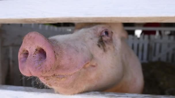 Pig in a breeding farm pigsty, close up of head and nose. Funny image of domestic animal on livestock farm handheld slow motion — Stock Footage Pig Breeding Farm Pigsty Close Head Nose Funny Image Domestic Video Clip