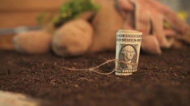 Patatesorganik tarım kar yapma, arka planda patates yumru ile bahçe topraklarında Amerikan doları banknotlar rulo