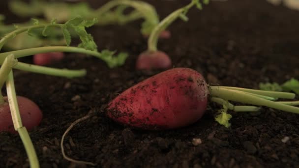 Ręczne Zbieranie Rzodkiewki Ogrodzie Organiczne Homegrown Produkcji Zbiorów Suwak Dolly — Wideo stockowe