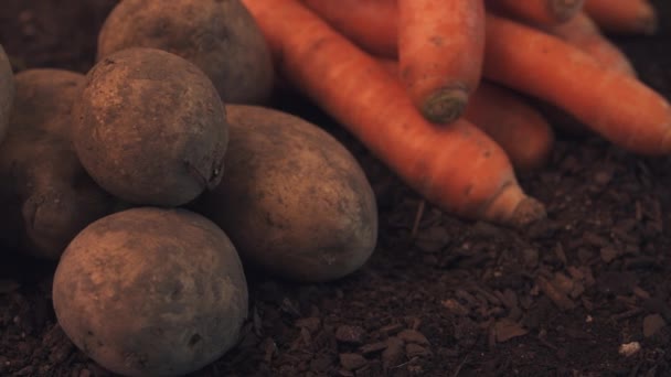 有机自产胡萝卜和土豆在温室地面 多利滑块拍摄 — 图库视频影像