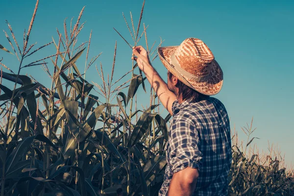 Farmer inspecting corn tassel — Stock Photo, Image