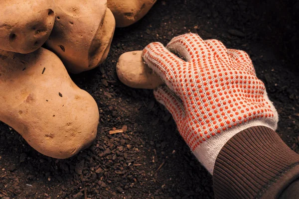 Bauer pflückt Kartoffelknolle von einem Haufen frisch geernteten Rhizo — Stockfoto