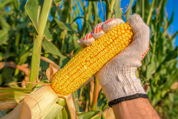 Coltivatore mano raccogliendo mais maturo sulla pannocchia — Foto Stock