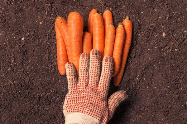 农民拿着收获的胡萝卜，手合 — 图库照片