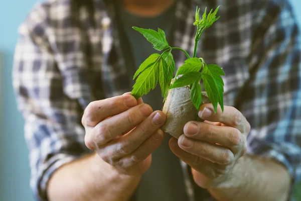 Agricultor examinando planta que cresce em vaso de turfa — Fotografia de Stock