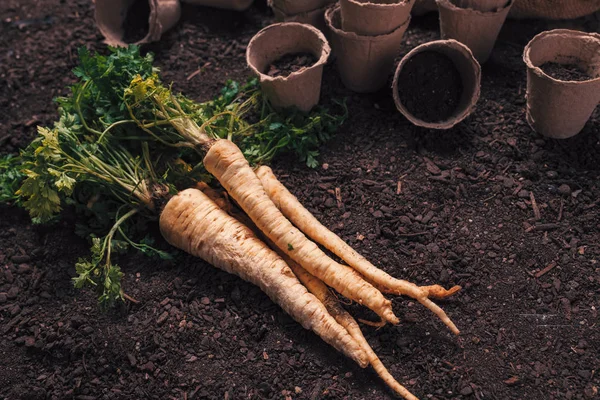 Biologisch peterselie teelt concept met vers geoogste wortel — Stockfoto