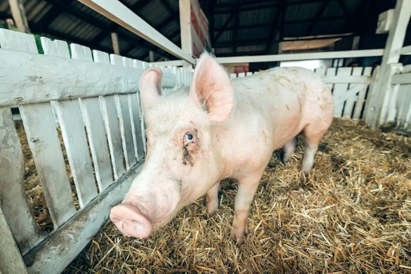Cerdo en una granja de cría pocilga — Foto de Stock