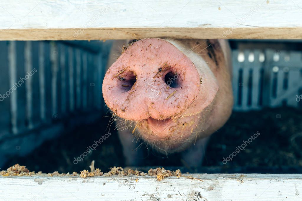 Pig nose in pigsty, close up