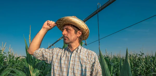 Agricultor gravemente afectado no campo de milho com sistema de irrigação — Fotografia de Stock