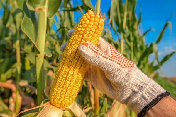 Agricultor mão pegando milho maduro na espiga — Fotografia de Stock