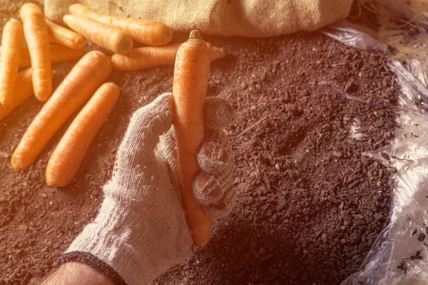 Agricoltore che alleva carote raccolte, primo piano — Foto Stock