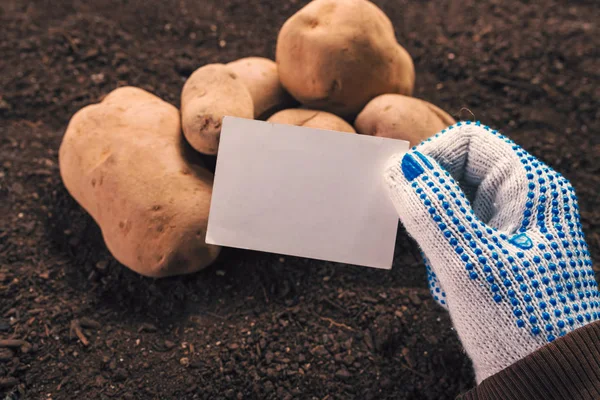Organik patates çiftçi boş kartvizit kadar mock tutarak — Stok fotoğraf