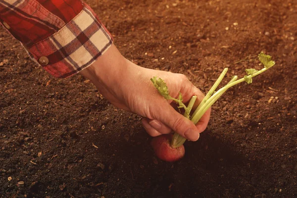 Recoger rábanos a mano en el jardín —  Fotos de Stock