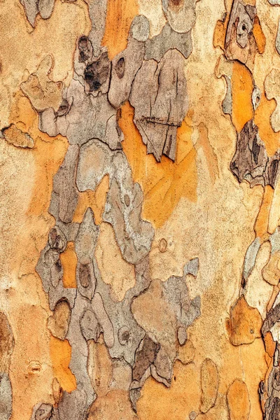 メープルツリー地殻テクスチャパターン — ストック写真